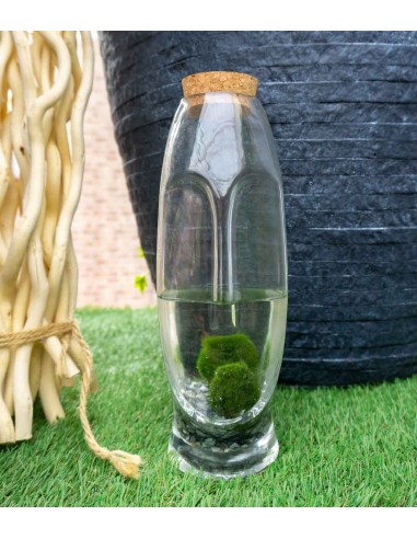 Marimo con vaso di vetro di design