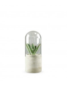Succulente in capsula