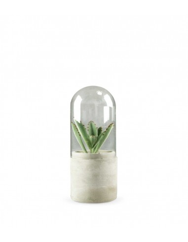 Aloe in capsula