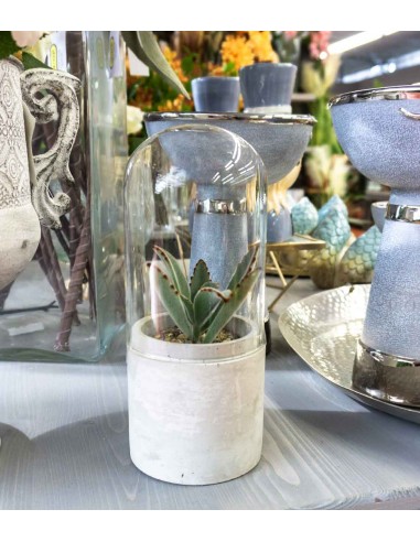 Succulente in capsula