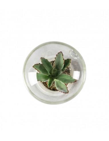Succulente in capsula