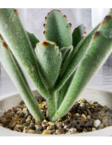 Succulente in capsula
