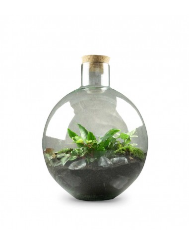 Terrarium mix piante verdi