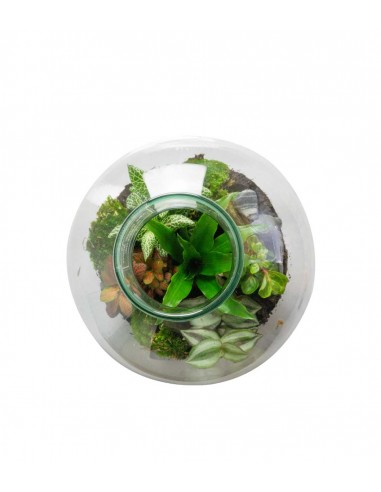 Terrarium mix piante verdi
