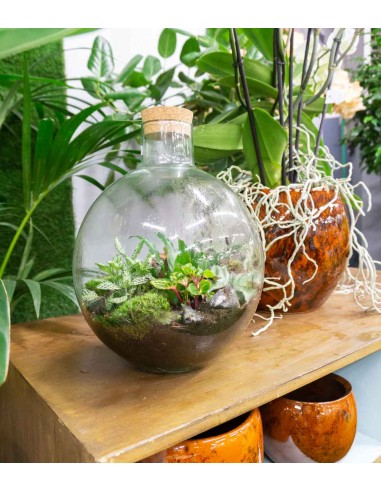 Terrarium mix piante verdi