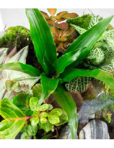 Terrarium mix piante verdi