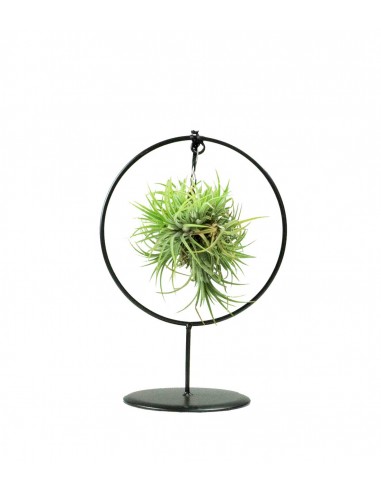 Tillandsia con supporto in ferro...