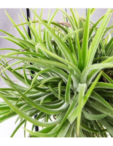 Tillandsia con supporto in ferro...