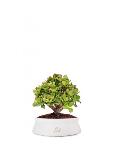 Crassula Ovata Bonsai