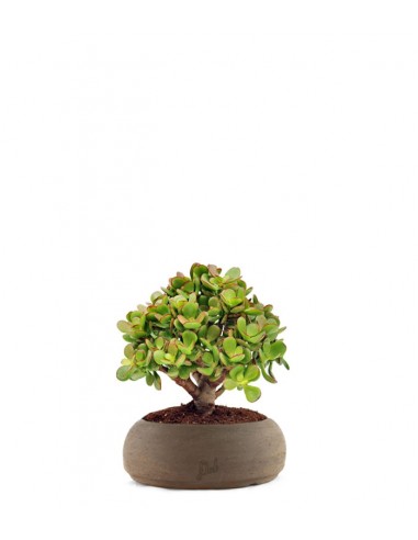 Crassula Ovata Bonsai