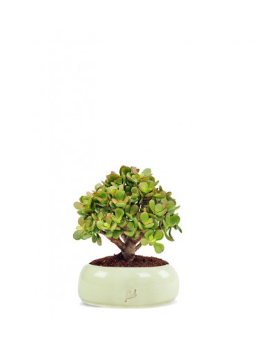 Crassula Ovata Bonsai
