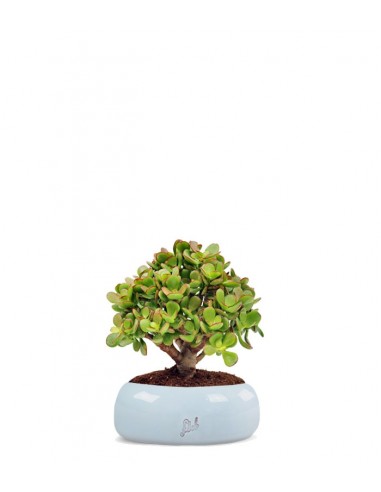 Crassula Ovata Bonsai