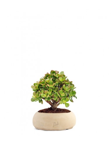 Crassula Ovata Bonsai
