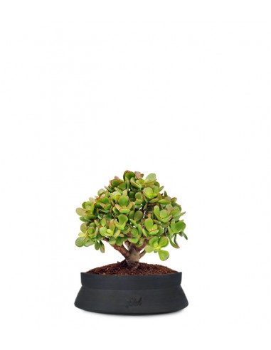 Crassula Ovata Bonsai