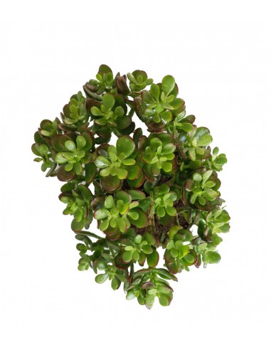 Crassula Ovata Bonsai