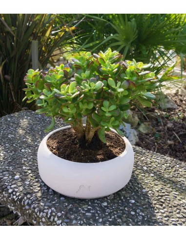 Crassula Ovata Bonsai