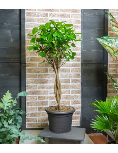 Ficus benjamin intrecciato alto