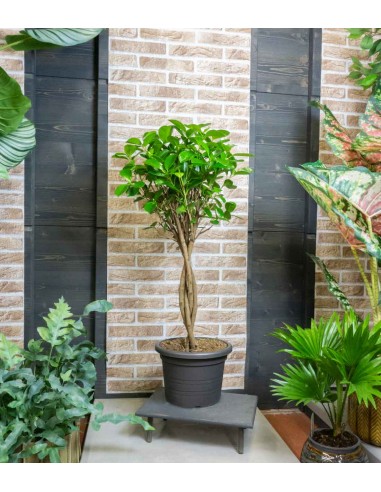 Ficus benjamin intrecciato alto