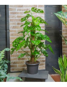 Filodendro Monstera...