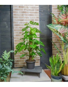 Filodendro Monstera... 2