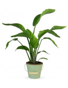 Strelitzia