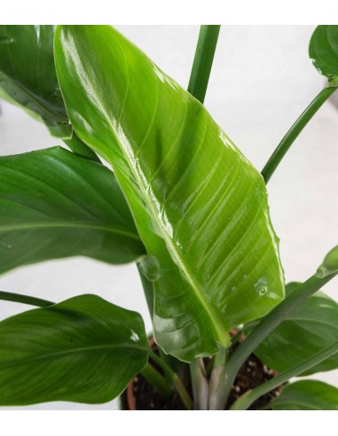 Strelitzia