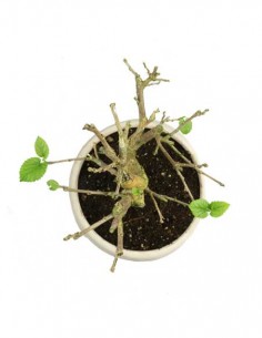 Gelso bonsai 7 anni 2
