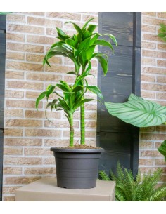 Dracena 