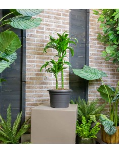 Dracena  2