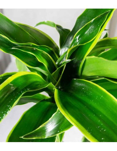 Dracena 