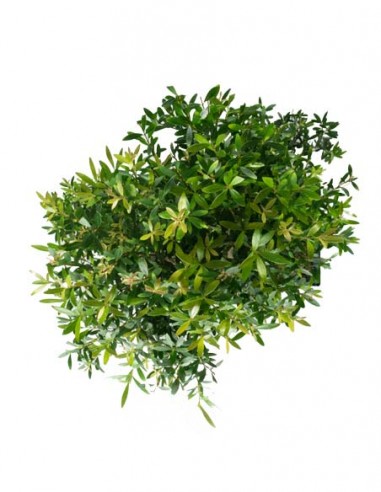 Mirto Mirto cinese Impalcato XL
