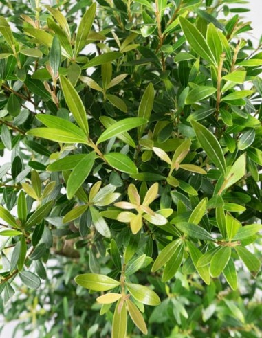 Mirto Mirto cinese Impalcato XL