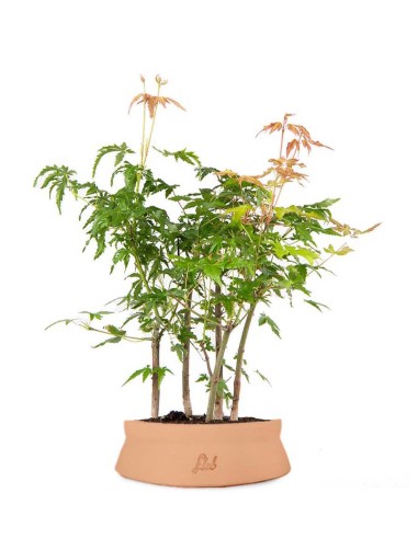 Bonsai acero verde a boschetto