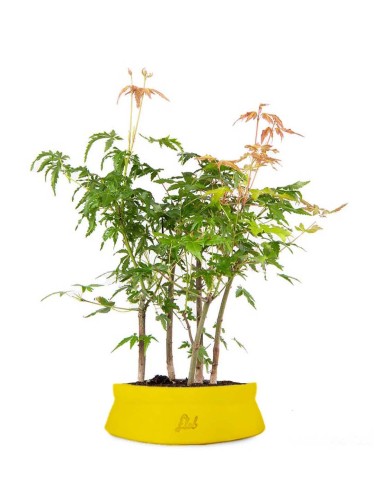 Bonsai acero verde a boschetto