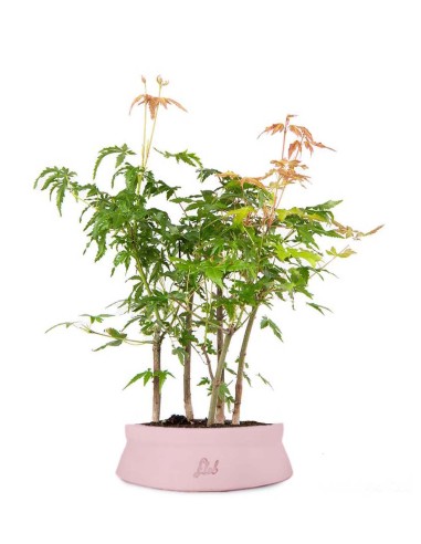 Bonsai acero verde a boschetto