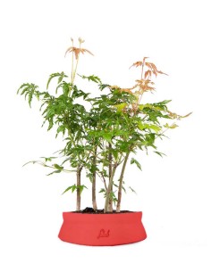 Bonsai acero verde a boschetto 2