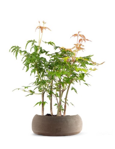 Bonsai acero verde a boschetto