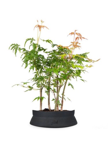 Bonsai acero verde a boschetto
