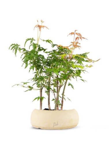 Bonsai acero verde a boschetto