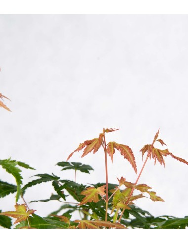 Bonsai acero verde a boschetto