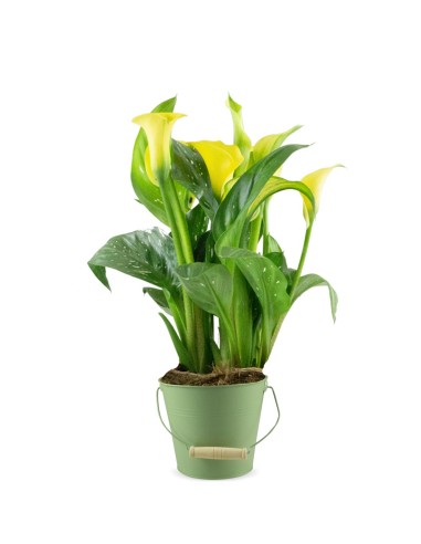 Calla colorata