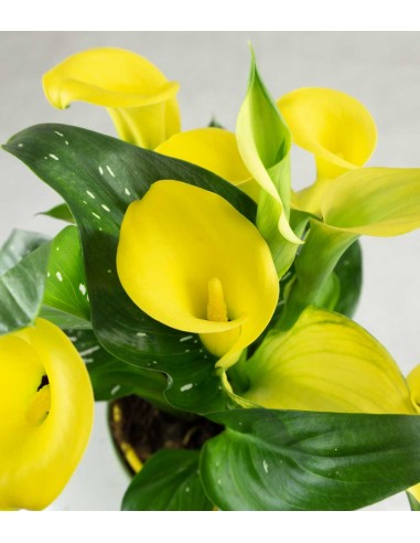 Calla 
