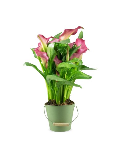 Calla colorata