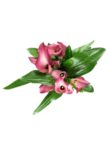 Calla colorata