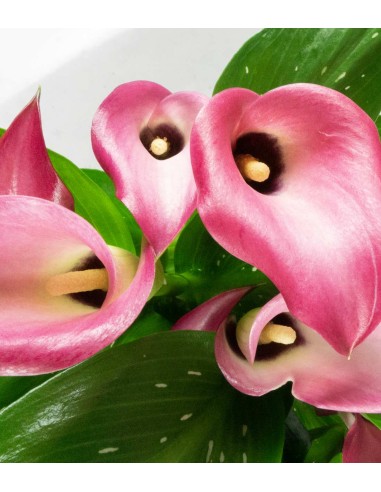 Calla colorata