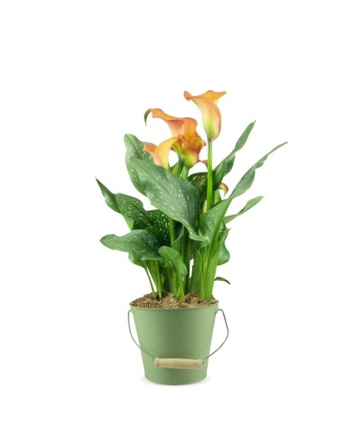Calla colorata