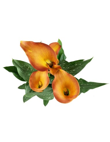 Calla 