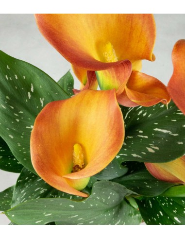 Calla colorata