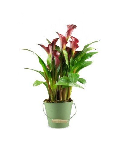 Calla 