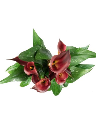 Calla 